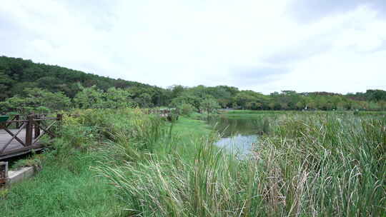 武汉江夏区藏龙岛国家湿地公园