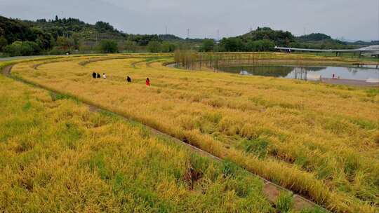 宜昌卷桥河湿地公园里的稻田