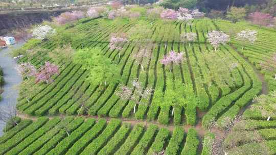 湖南省郴州市高椅岭樱花茶园4k航拍风光