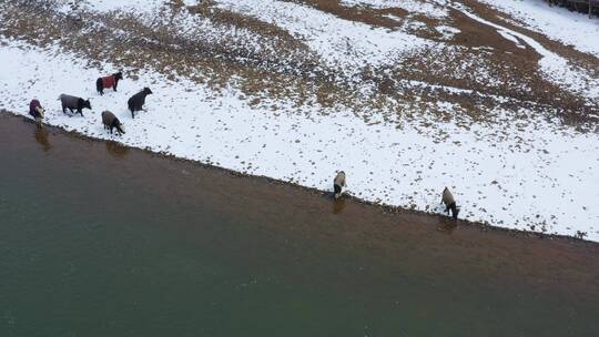 航拍雪天川藏线旁河边披着棉被的牛群