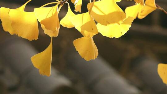秋天中式庭院里金黄的银杏树