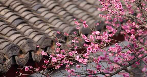 古风屋檐春天梅花盛开