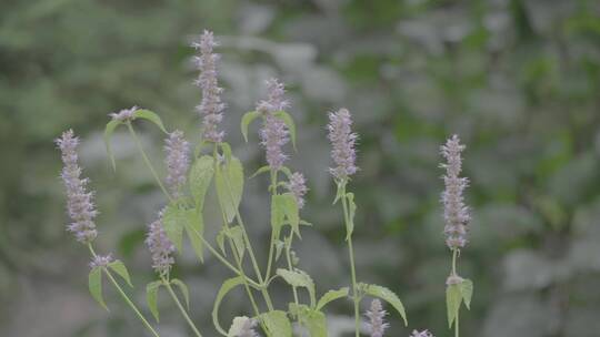 藿香花上的黑色蝴蝶LOG视频素材