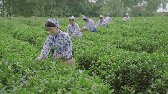 茶园种植园工人采摘茶叶辛勤工作采茶女孩