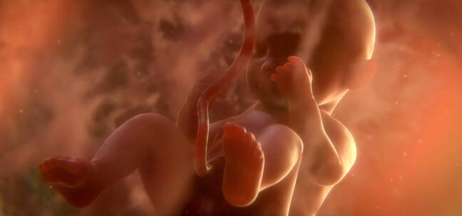 发育完成的人类胚胎
