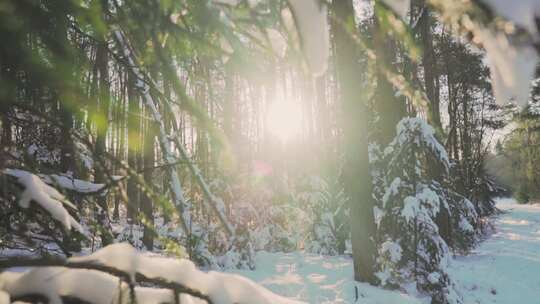 阳光森林树木冰雪霜冻