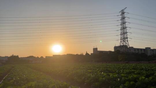 温暖的夕阳下,田野的蔬菜烨烨生辉视频素材模板下载