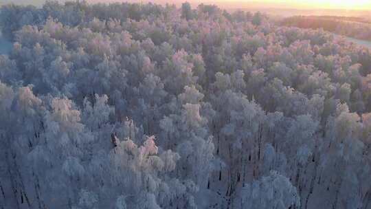 早上阳光照在白色的森林