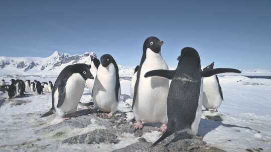 南极阿德利企鹅群戏特写