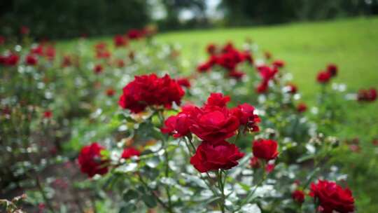 鲜花玫瑰花花园花丛唯美花朵