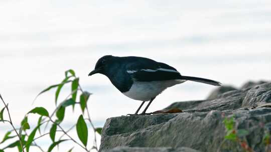 立冬早晨杭州西湖栖息的鸟类
