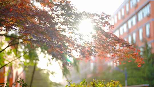 逆光枫树树叶 阳光透过树叶