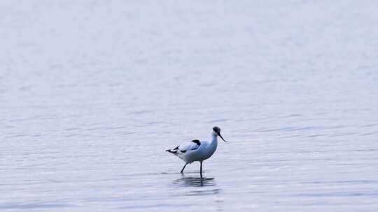 2025年深圳湾常见水鸟合集