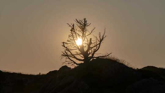 山顶上一棵孤独枯树落日夕阳落幕荒凉视频素材模板下载