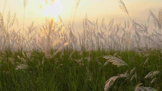 夕阳映照下的芦苇丛视频素材模板下载