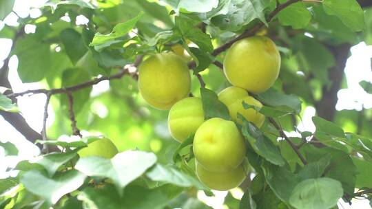 南国梨 水果 果树 果实 丰收