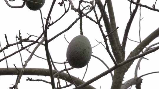 树上挂着的果实特写