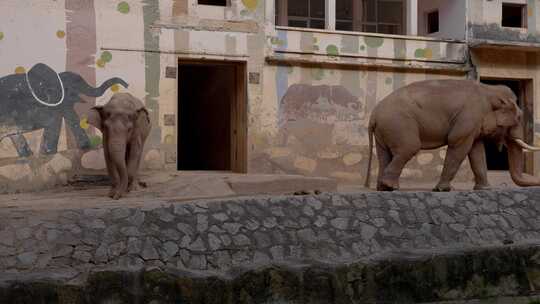 2023广州动物园游览大象