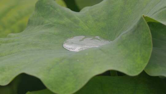 水珠芭蕾：莲叶上的舞蹈