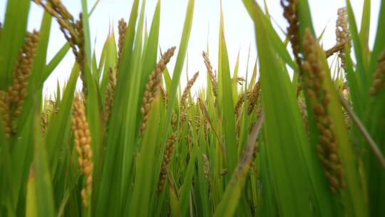 水稻稻田大米丰收收获季节