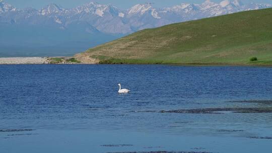 中国新疆伊犁巴音布鲁克天鹅湖视频素材模板下载