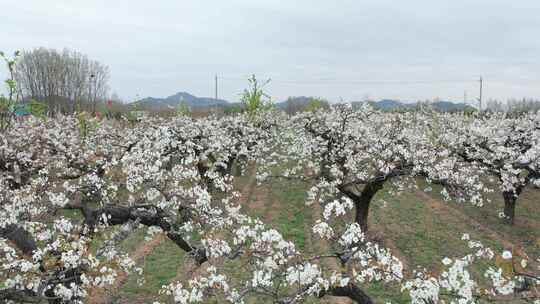 梨花 百年梨花树 春天梨花园 梨树