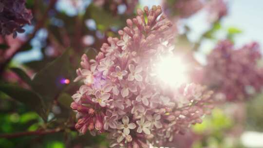 苹果，花，花，树