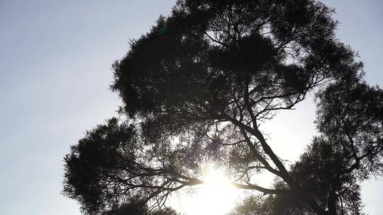 仰望松树林阳光抬头看树林天空仰拍树木剪影
