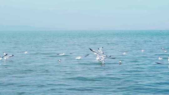 青海湖的海鸥