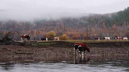 大兴安岭秋天森林清晨河边的牛群