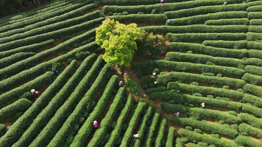 一群茶农在茶山上采茶4K航拍
