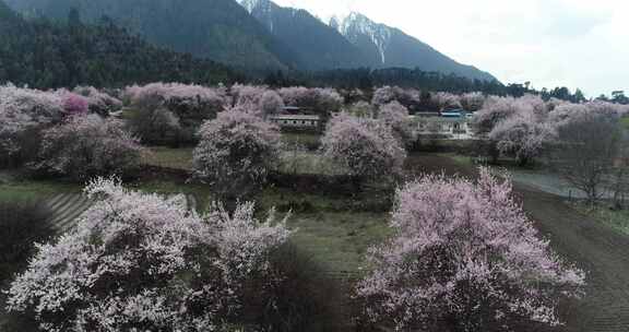 林芝 西藏 林芝桃林 桃花