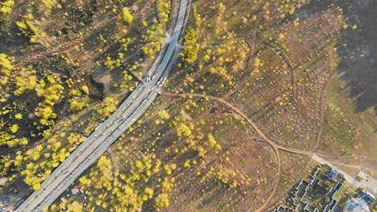 云南腾冲秋天银杏村航拍黄叶