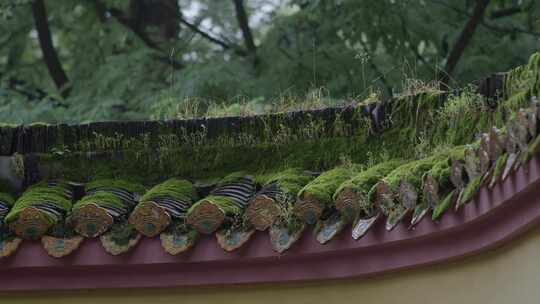 雨中青苔灰瓦古墙头02