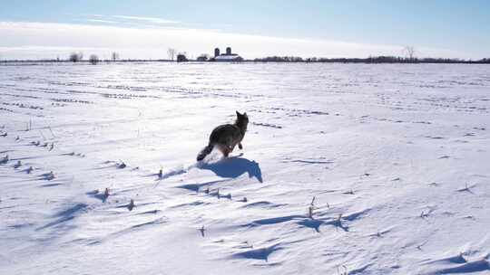 狼跑过雪地