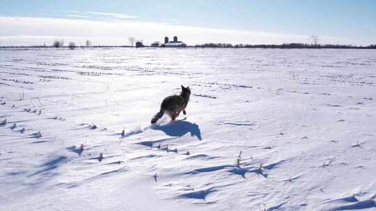 狼跑过雪地视频素材模板下载