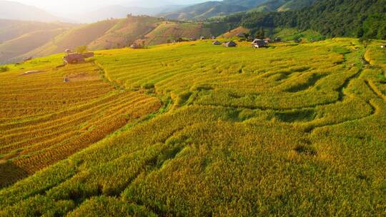 自然稻田水稻丰收