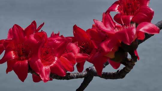 盛开的红色木棉花特写