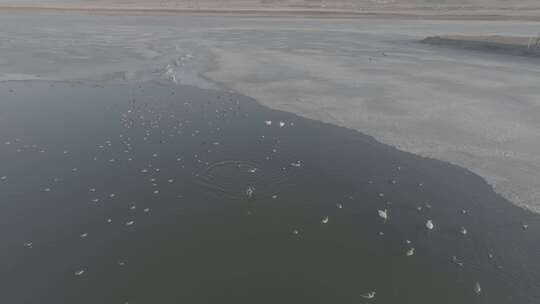 青海青海湖湖面飞鸟航拍视频