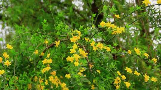 春天河岸盛开的迎春花小黄花实拍片段