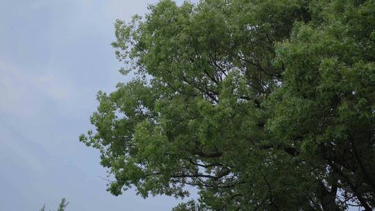 220516梅湖银杏树林A01668070