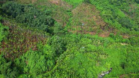 海南热带雨林国家森林里的槟榔种植园与溪流