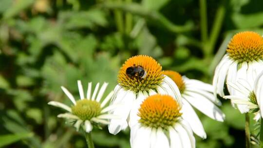 3786_小花上有一只小大黄蜂