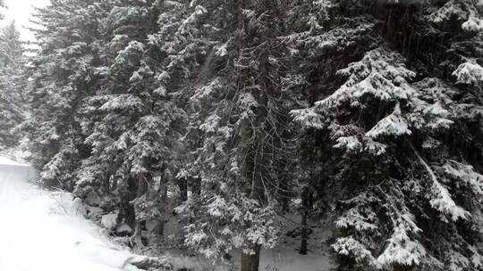松林里的雪