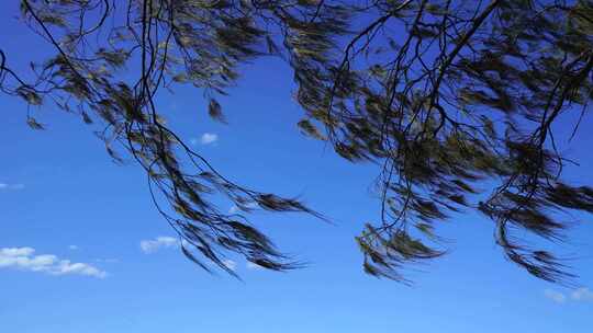 蓝天下飞舞的树叶