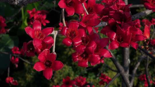 木棉花特写
