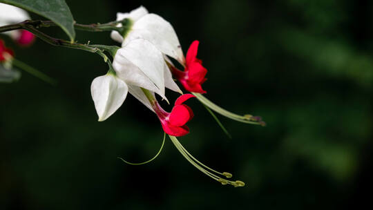 唯美花开花朵绽放盛开龙吐珠花开延时