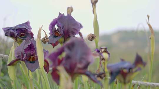 虹膜，花，花，场