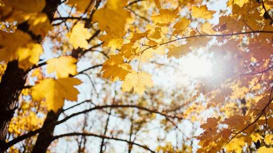 唯美秋天深林山林枫叶落叶秋游AI素材