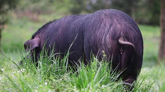 贵州赫章可乐黑猪在草在户外进食休息视频素材模板下载